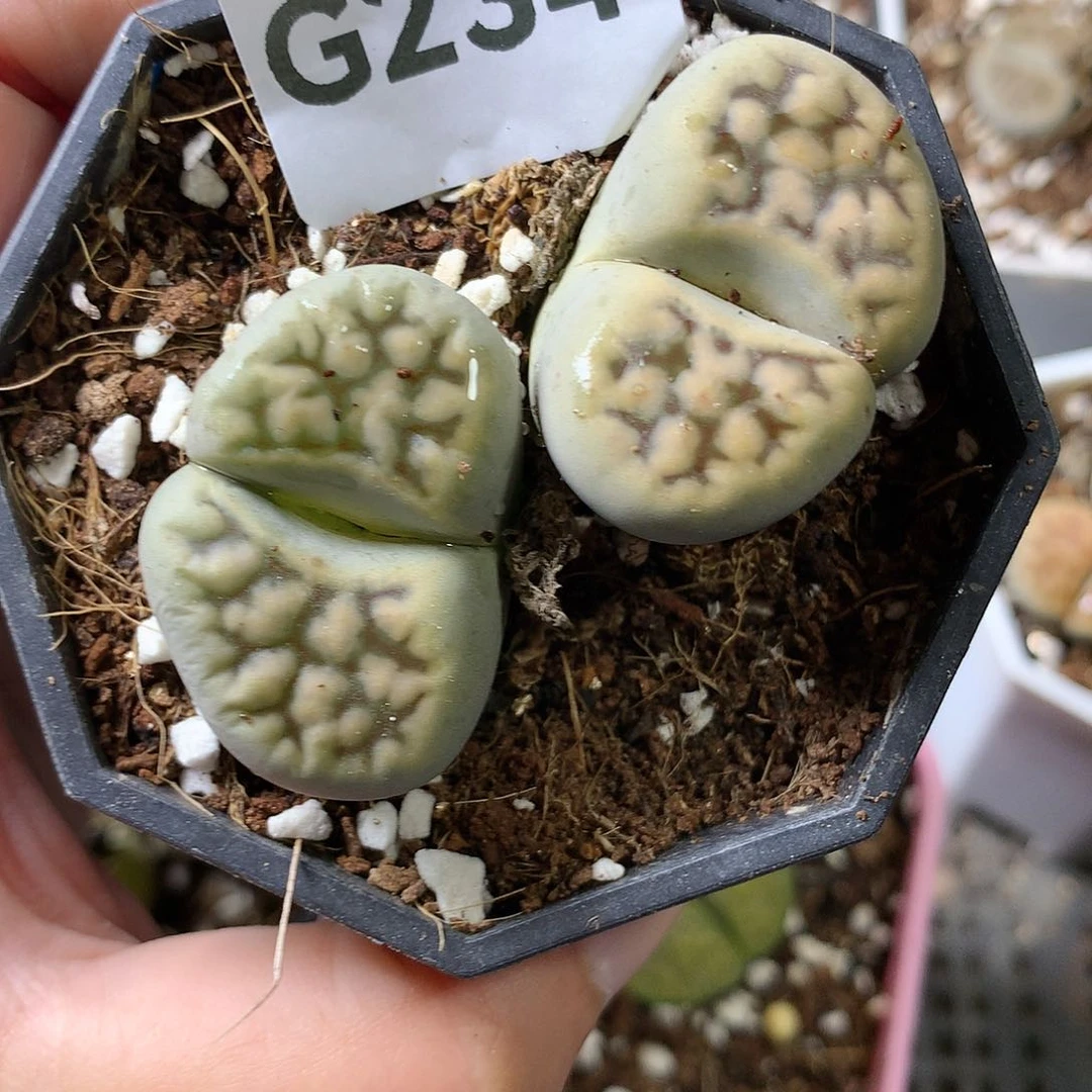 美**活G234多肉植物保护