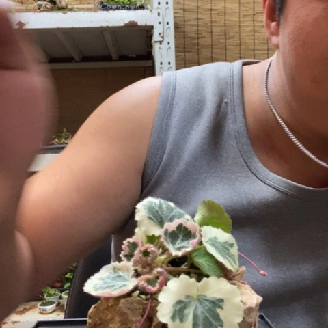 红陶一物一拍所见即所得223