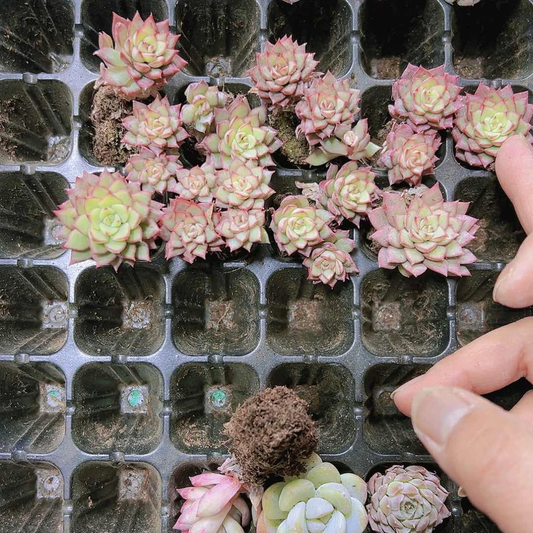 拿破仑苗3个19包邮