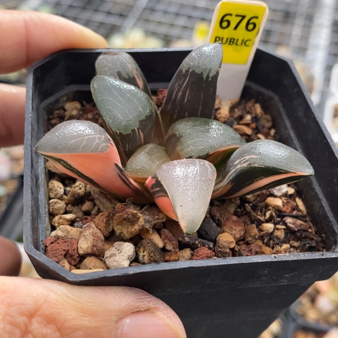 676号丘比特锦多肉植物