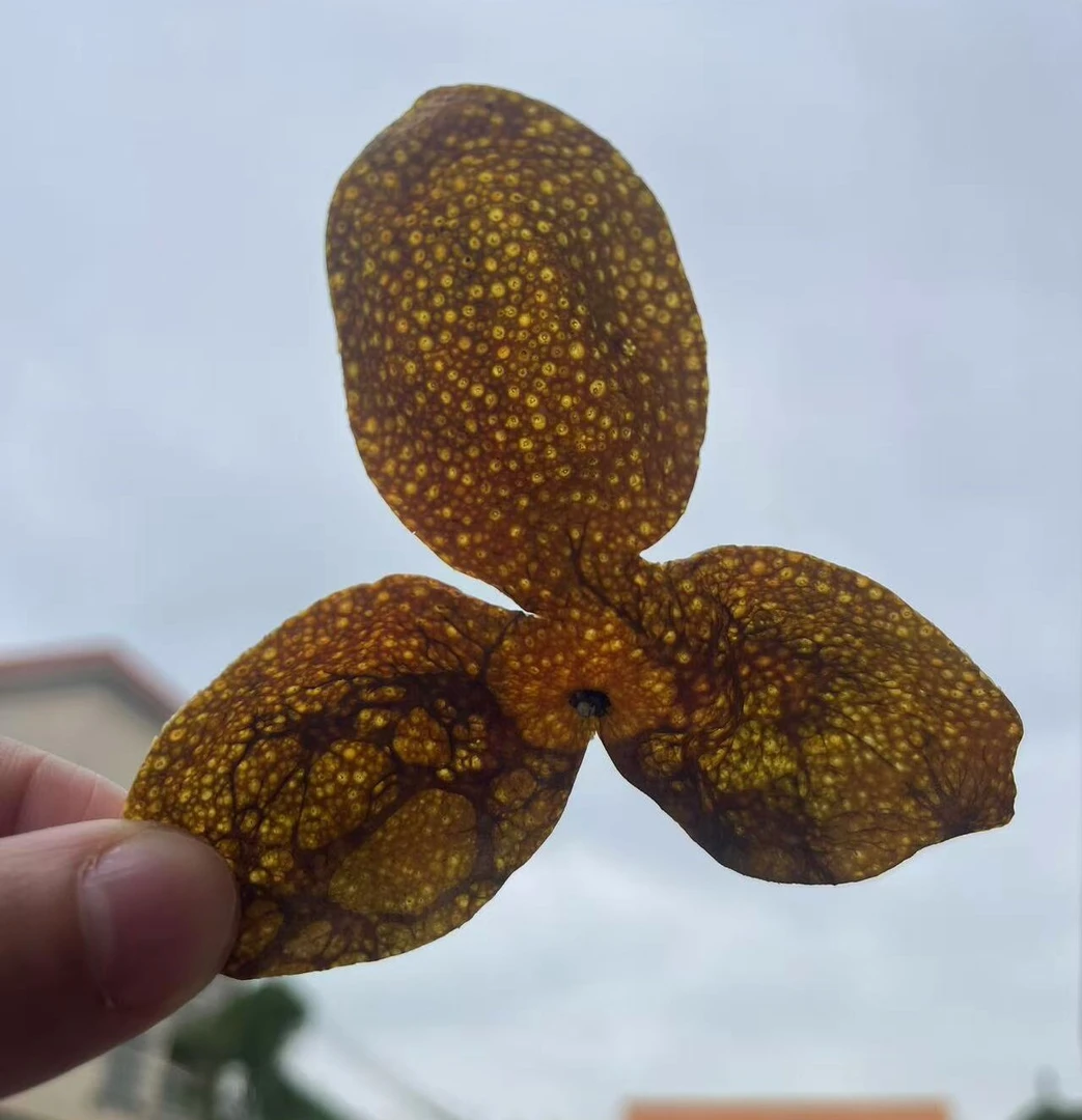 2024新会东甲牛比围12年老树冬后油皮仔