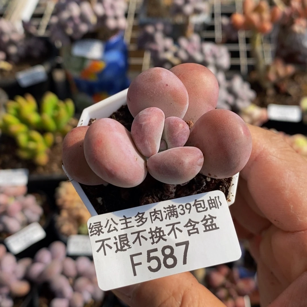 587橙雪球4cm多肉