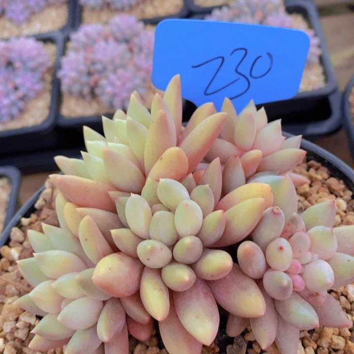 这不是要去打篮球