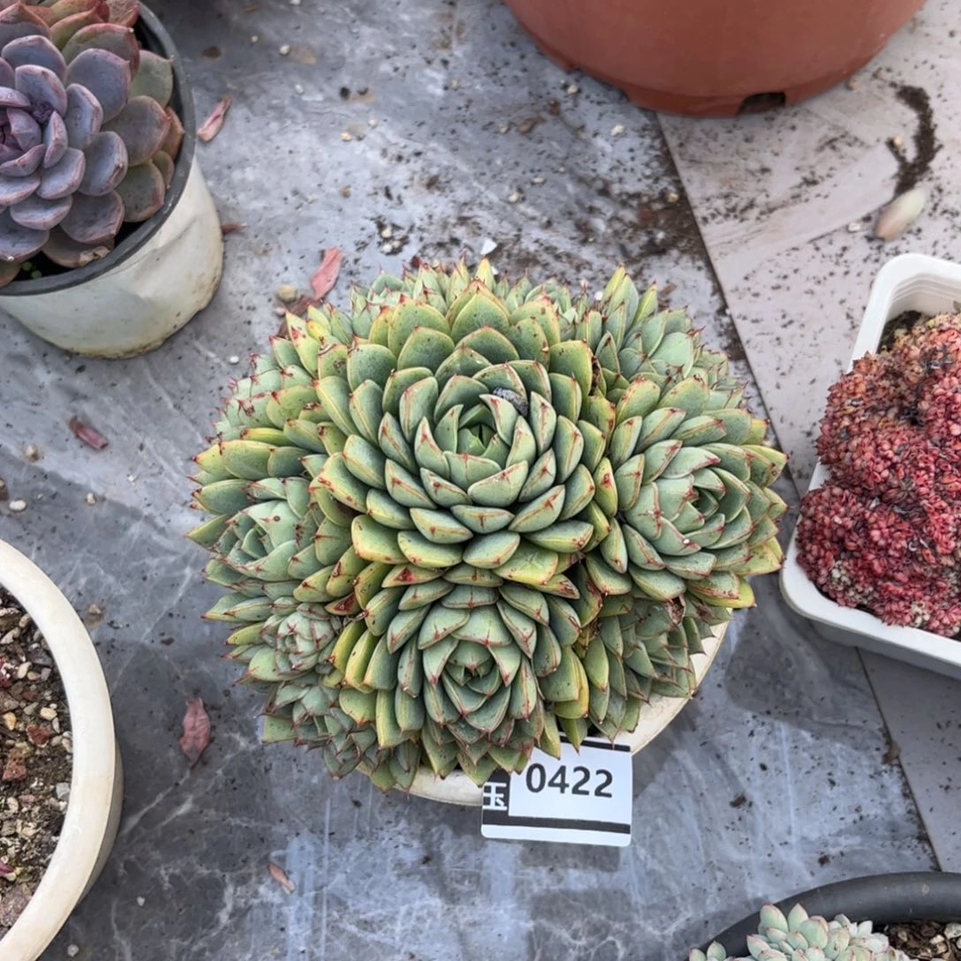 笨吧杂多肉植物0422