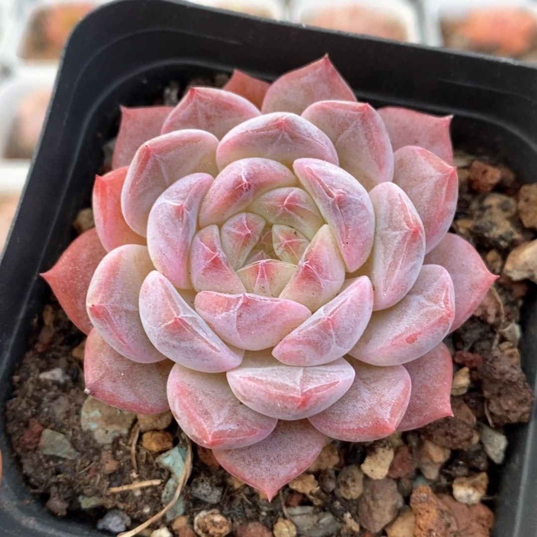 精品多肉一物一拍198