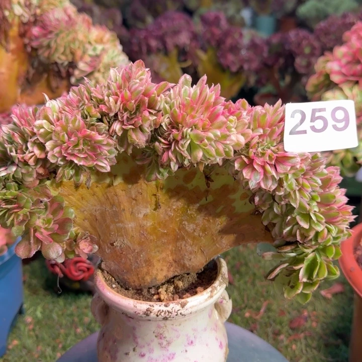荔荔枝法师锦缀化259