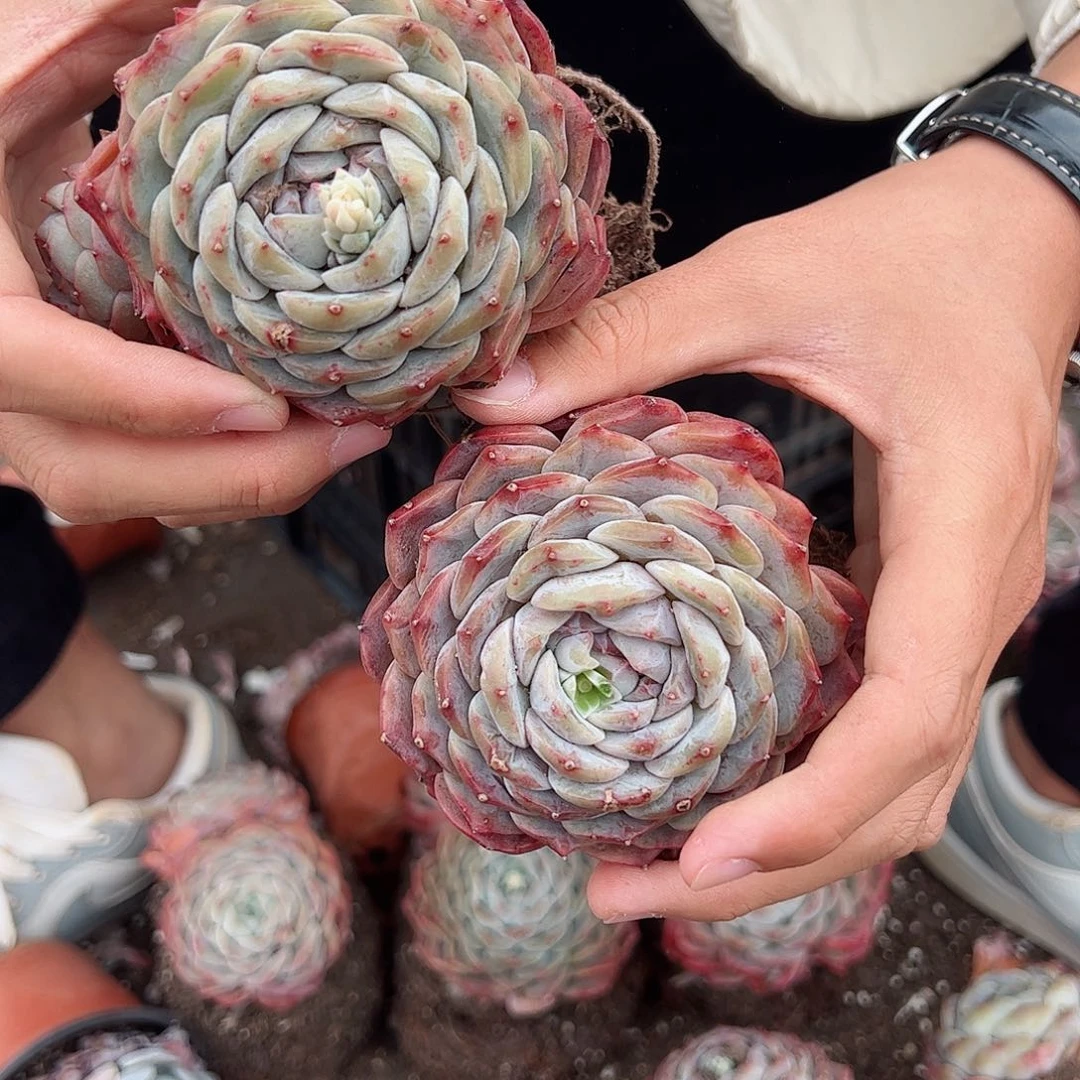 冰橙控养单头老桩两盆