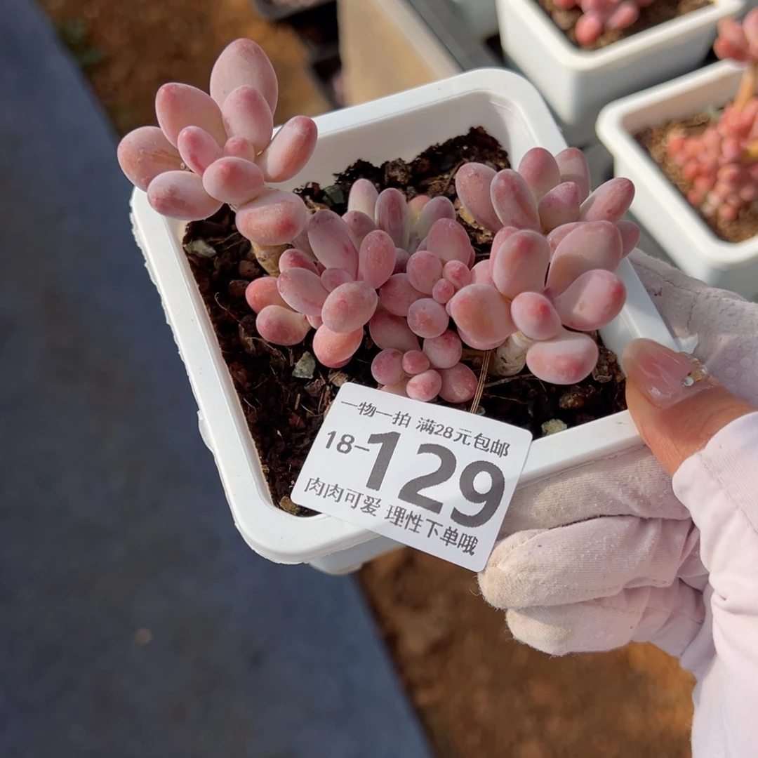 樱花奶多肉多多肉多肉多肉多肉多肉