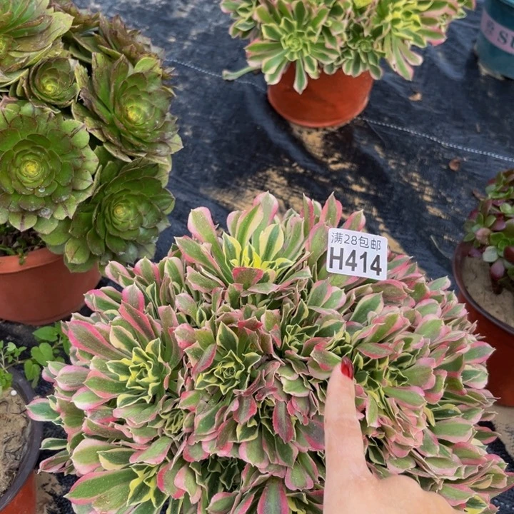 414多肉植物一物一拍