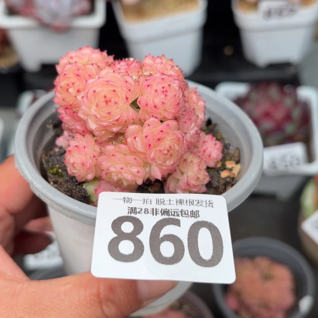 麦秆群无盆土发货