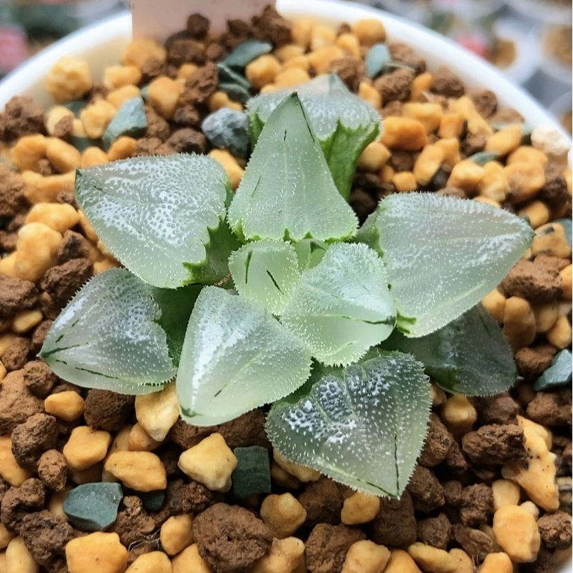 【闪购商品】冰鸾玉4