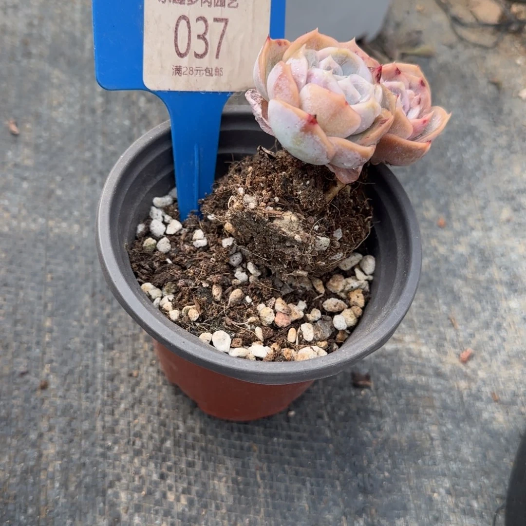 多肉植物1111111111