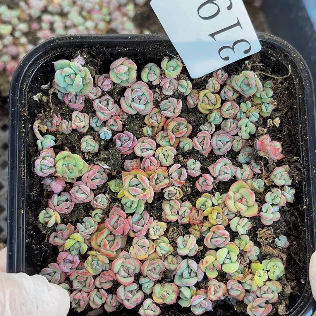 多肉植物多肉植物319