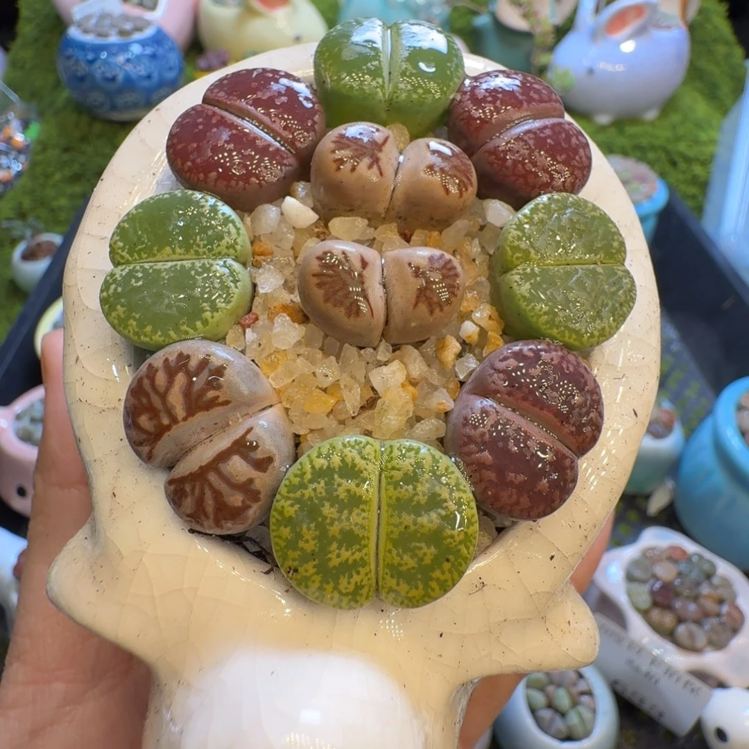 多肉植物福利冲624