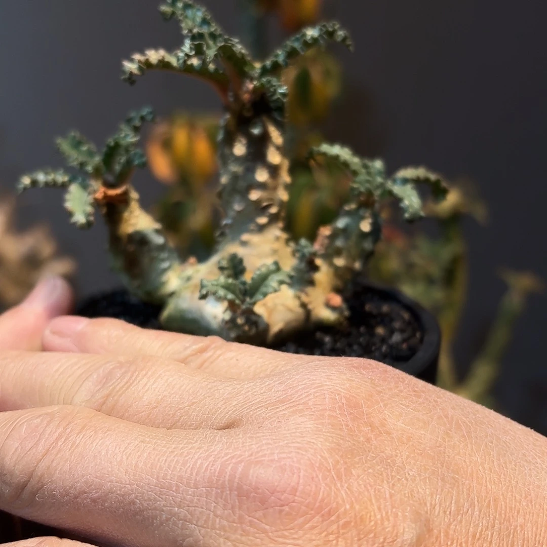 B****e小多头椰子琉桑777888888