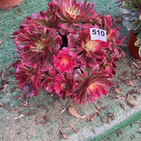 510铜壶锦多肉植物
