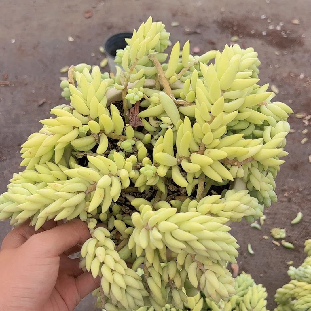 象牙玉珠多头带盆土老桩