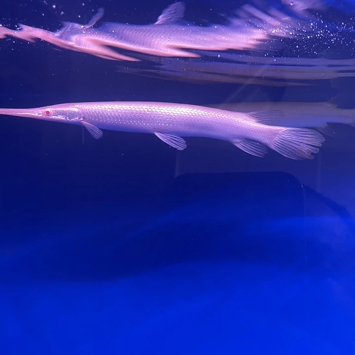 海水鱼热带猛鱼白化火箭