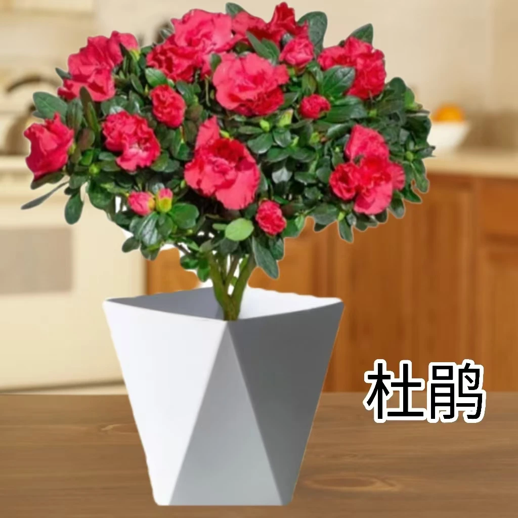 【送白盆】杜鹃花盆栽花卉植物室内花带苞四季开花植物好养易活绿植