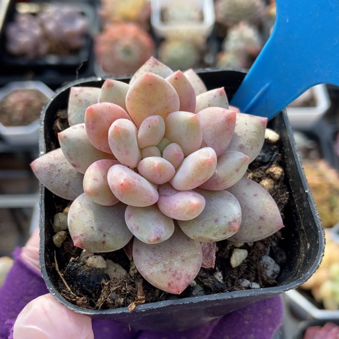 1005姬天使多肉植物保护