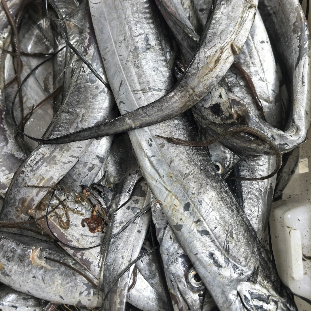 明图黄海当潮海捕新鲜 刀鱼带鱼4斤个别破腹 保证新鲜顺丰包邮