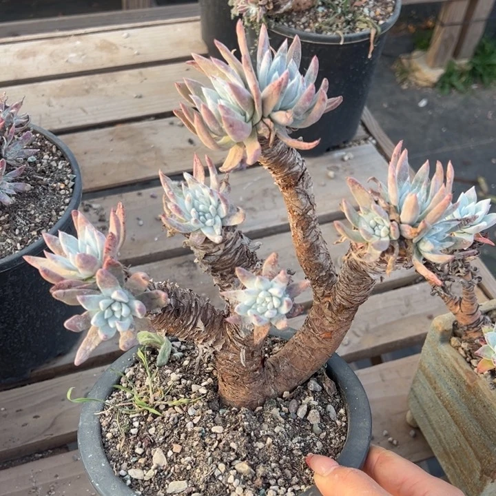 792雪花哈哈哈哈哈哈