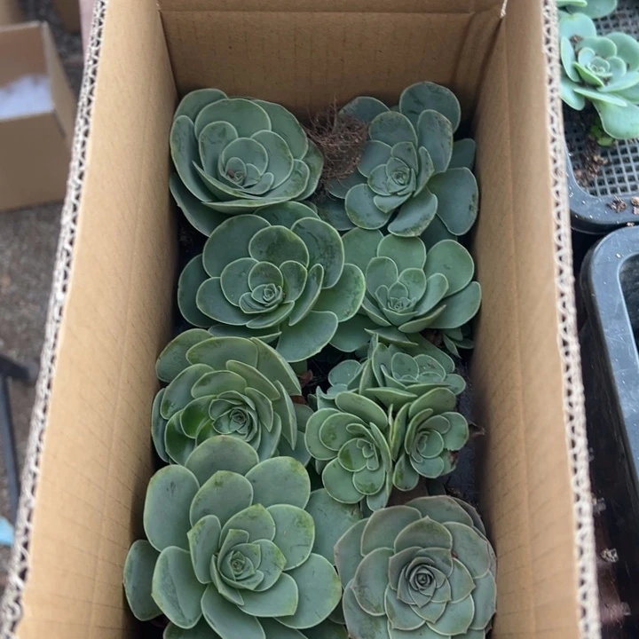 紫***铃三碗106  八颗不同品种