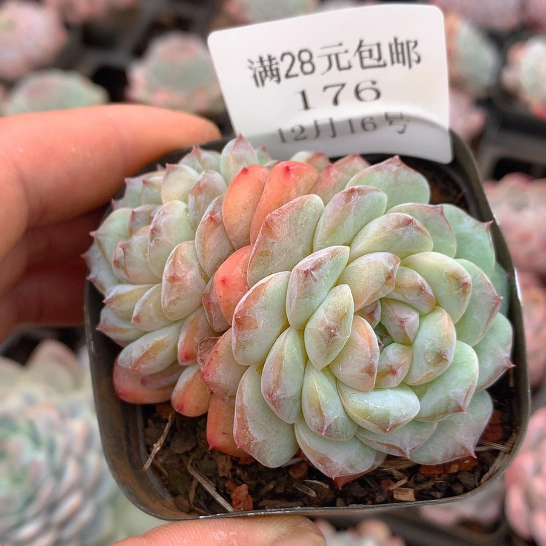 【闪购商品】云176号