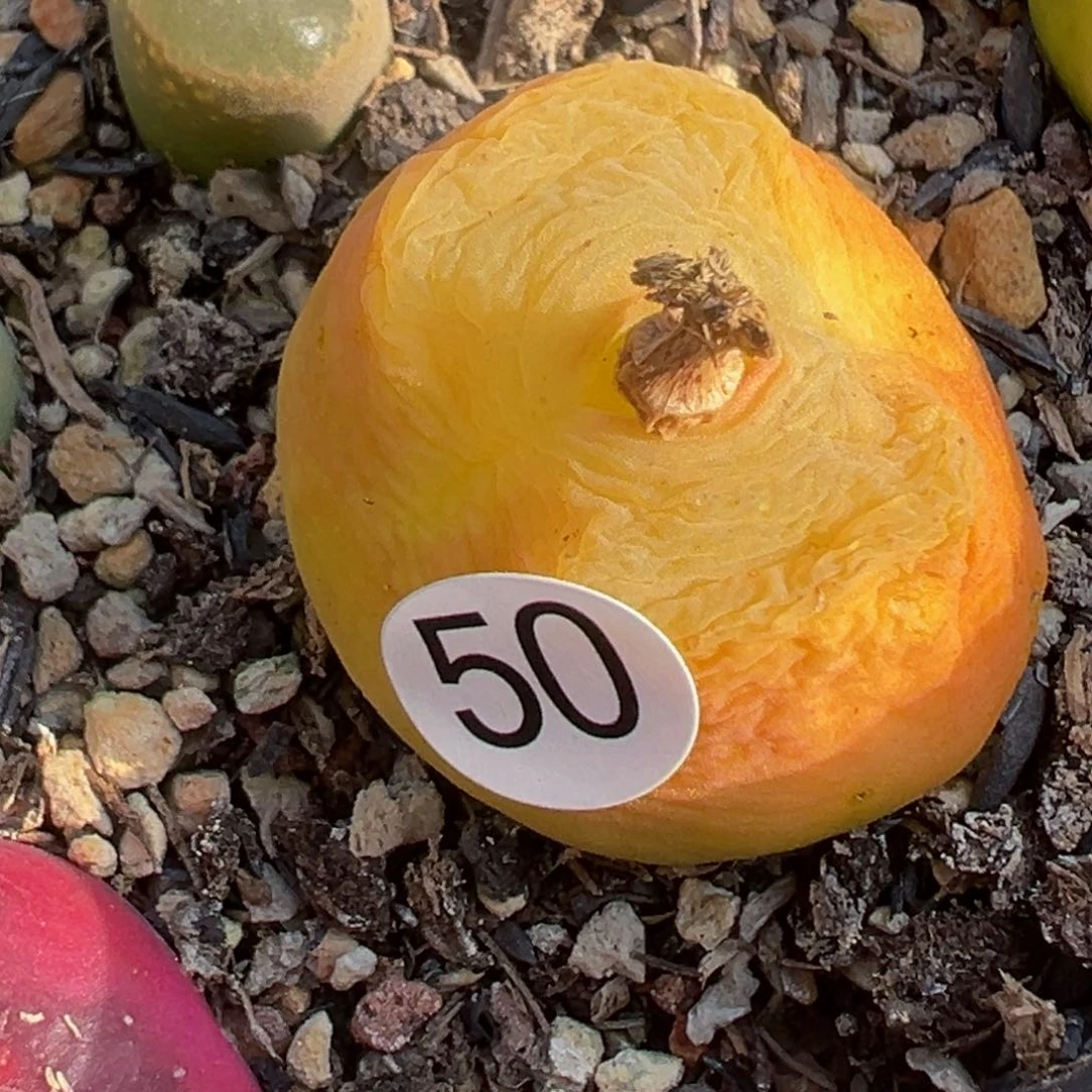 多肉植物111111111111111111