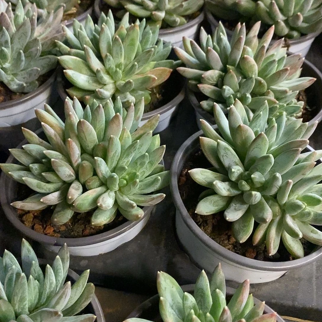 136。炫彩星。福利多多