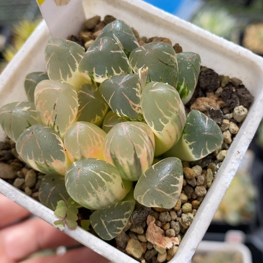 115湖斑灵犀玉露锦
