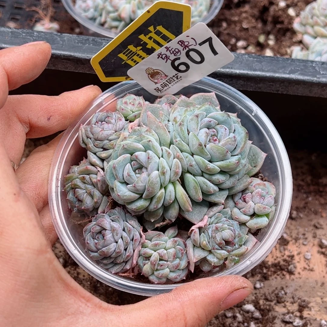 多肉植物多肉植物