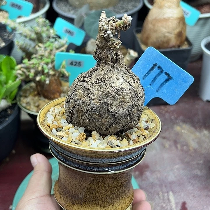 枯木杨奎产地多肉植物