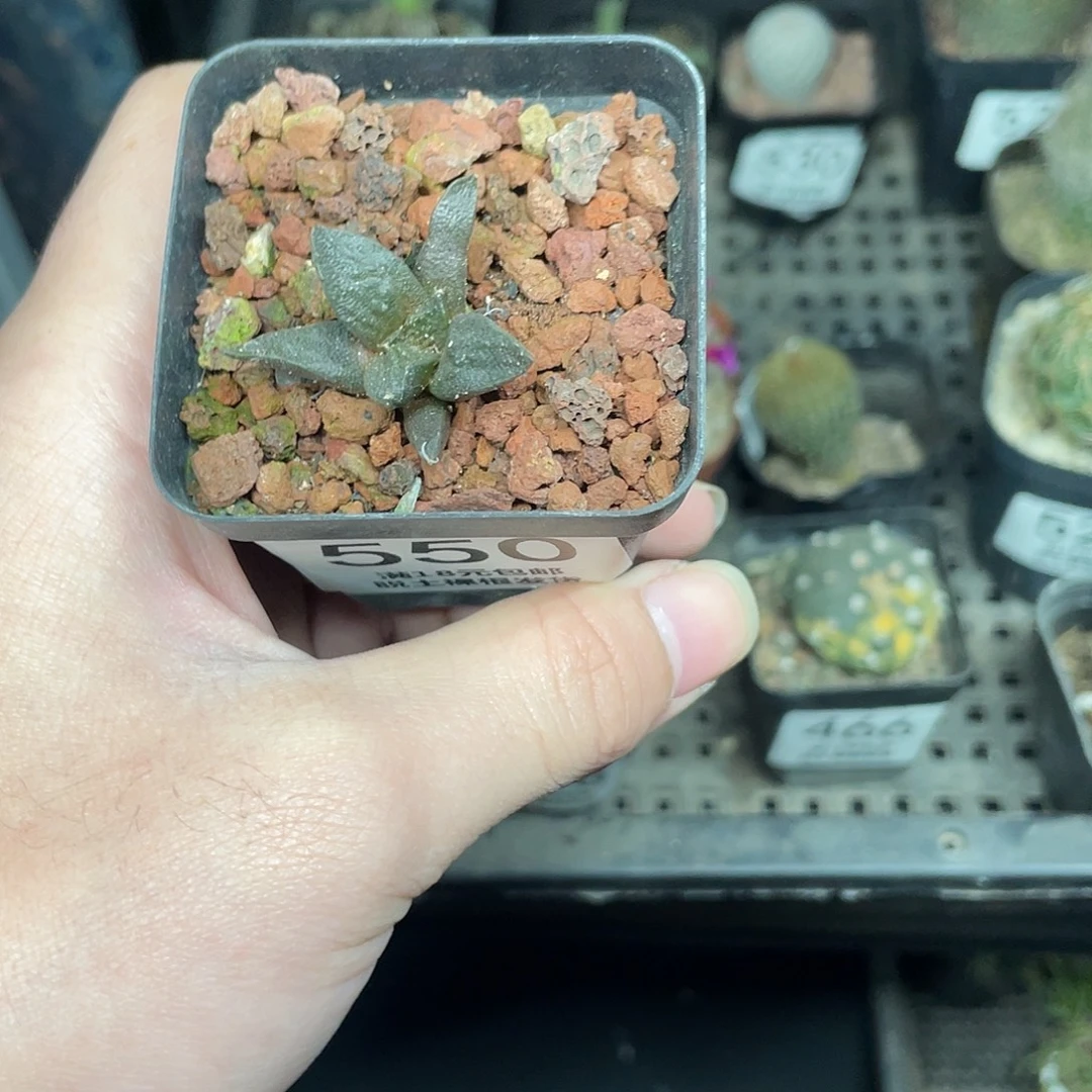 550牡丹杂（满18包邮）