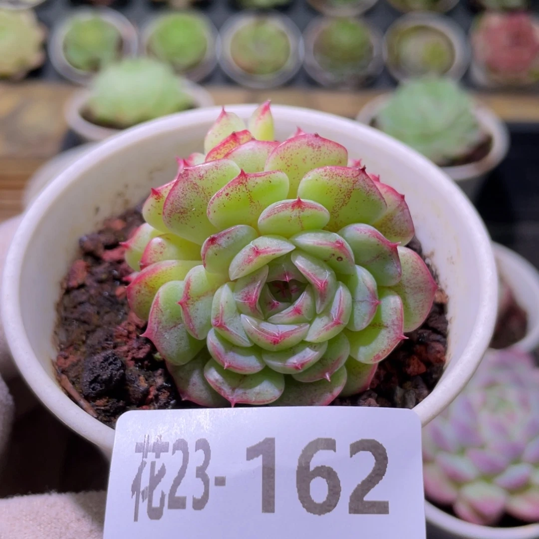 花利美23-162海王