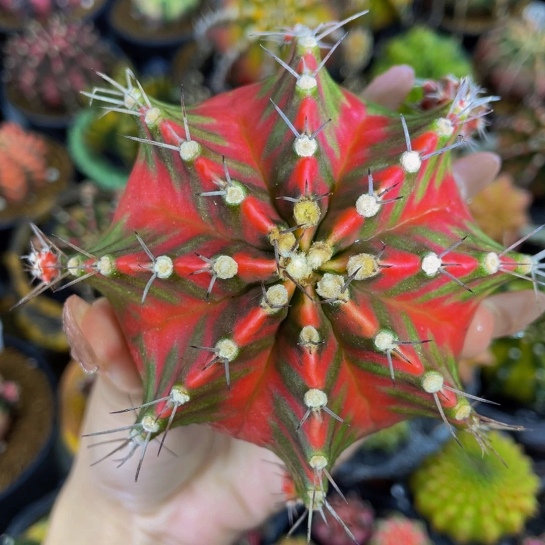 出侧芽0000000000480