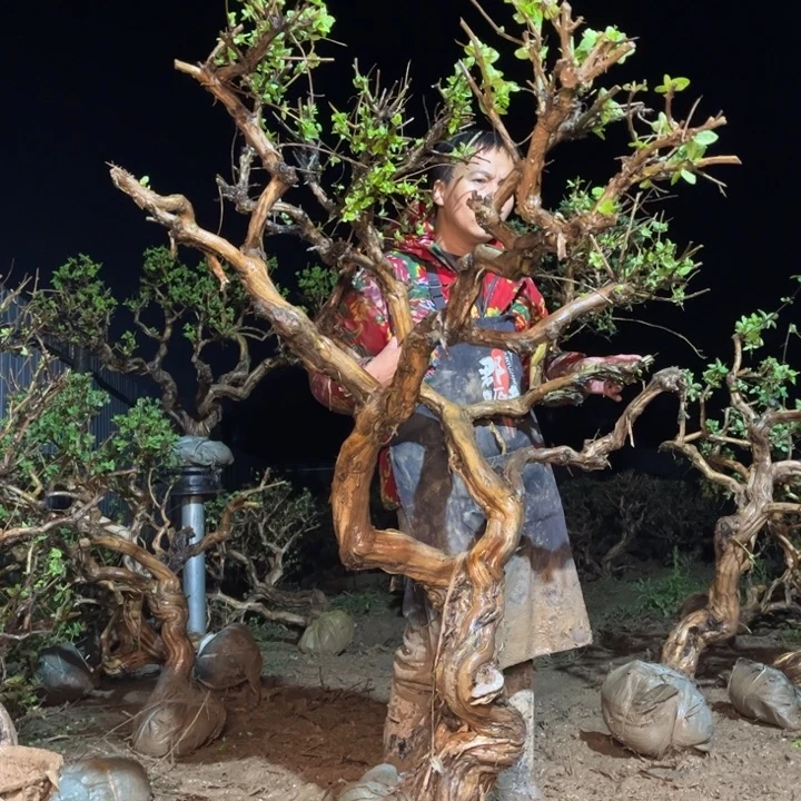 当前无花栽培后可以开花