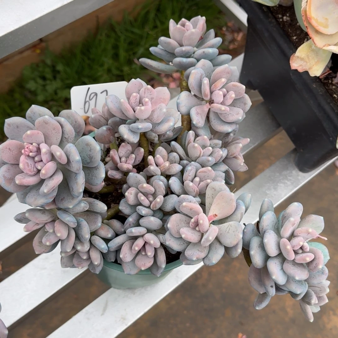 697桃美人肉肉肉肉肉肉