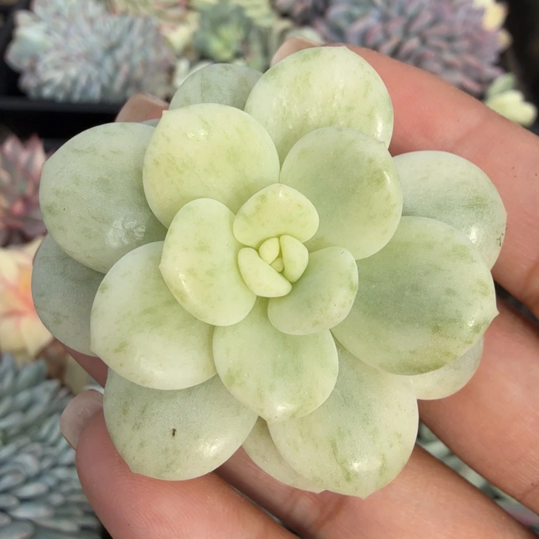 白马锦一颗 开播福利