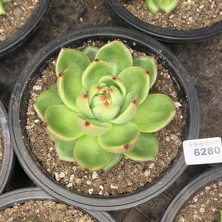 阿雅园艺。       6280蓝龙