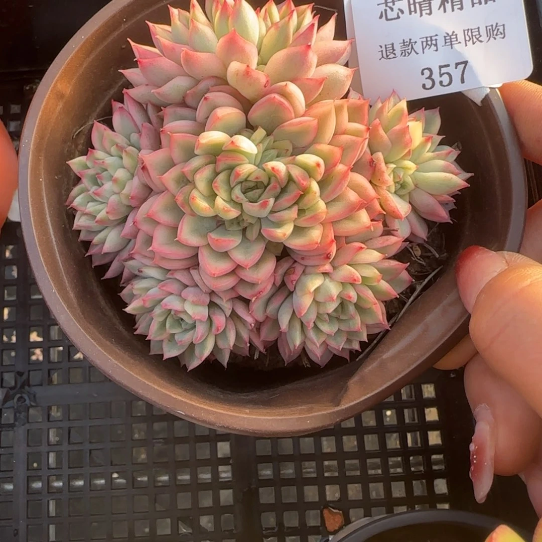 闪购精品多肉357号