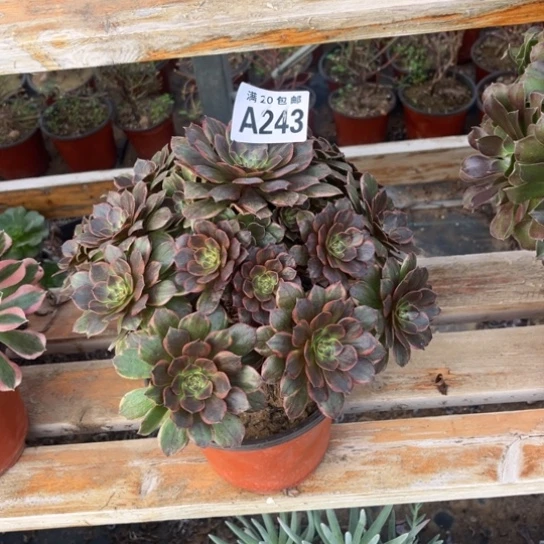 243半夏法师不包断枝