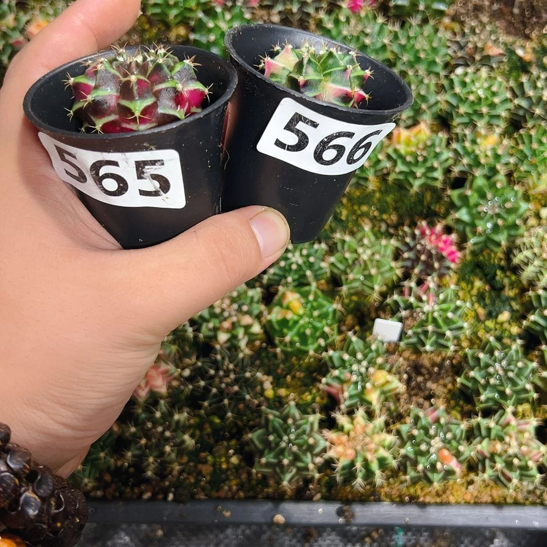 芳***兰当前无花栽培后可以开花565，566