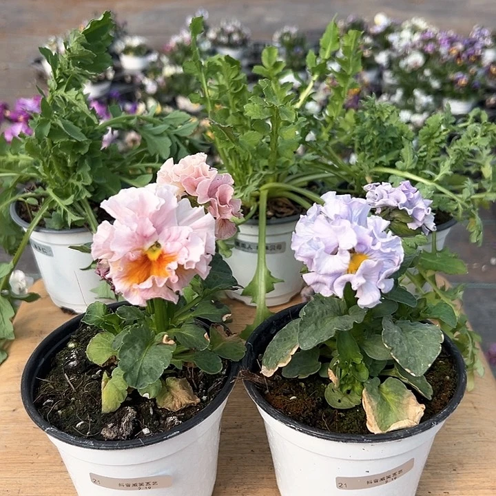 红陶抖音直播闪拍21