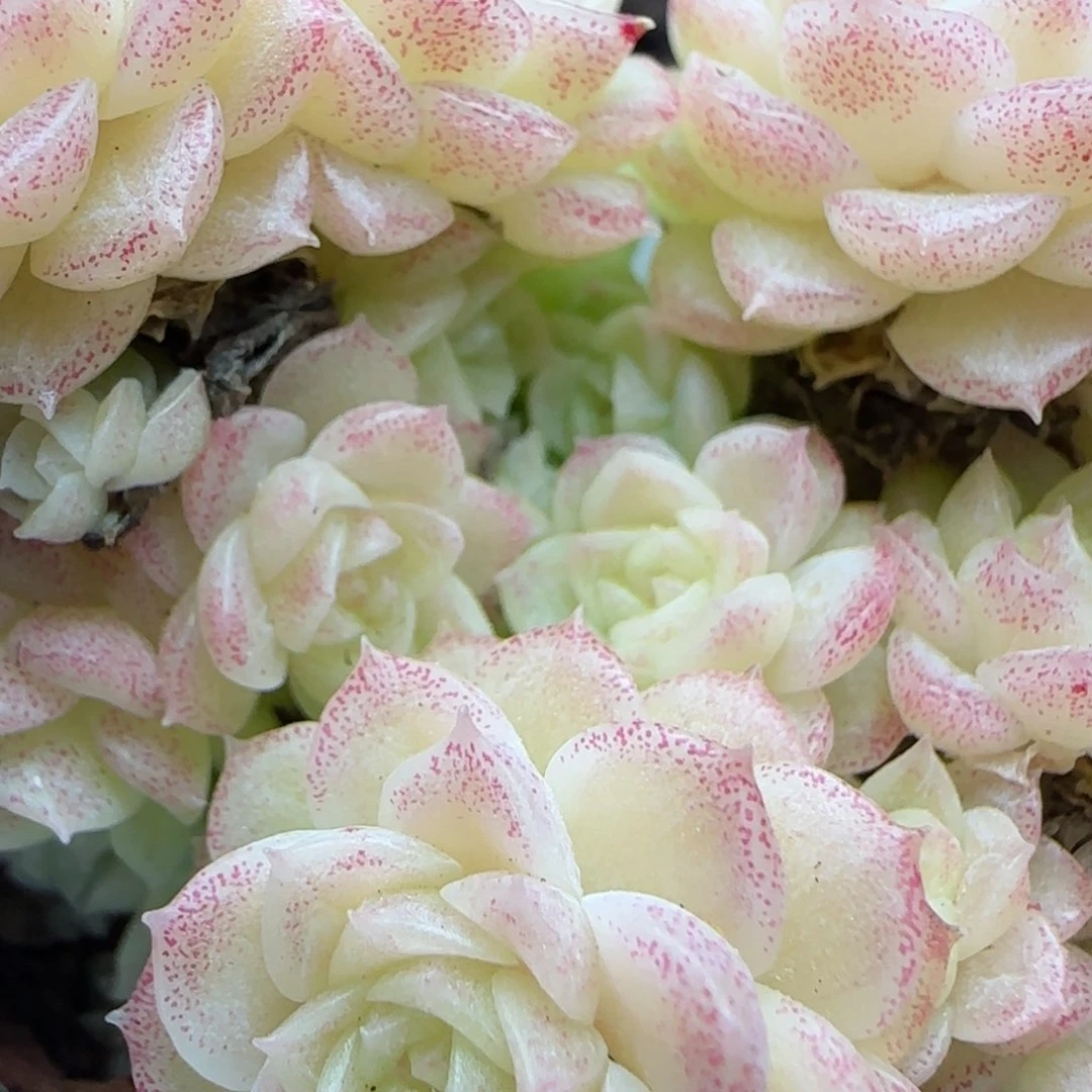 花语逸镜0225-340散