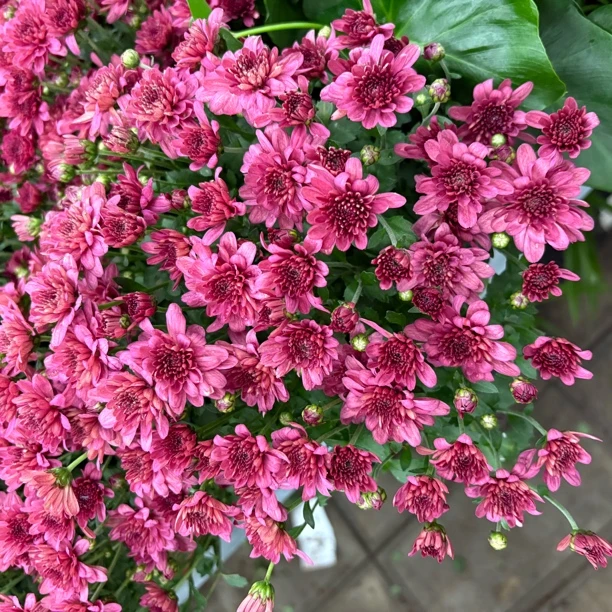 精品欣雅球菊到手一盆