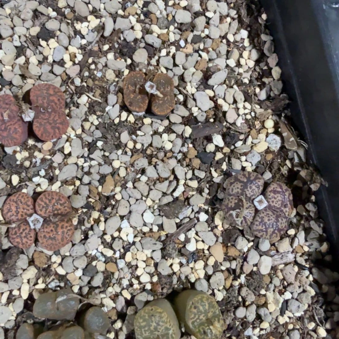 比***u多肉多肉多肉卓念念32元