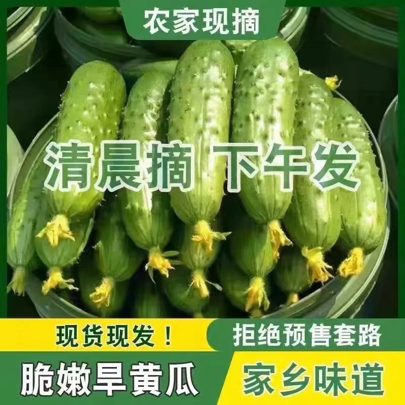 东北旱黄瓜 水果黄瓜 当天采摘