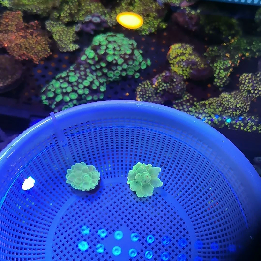 纽扣珊瑚绿奶海葵2个小的