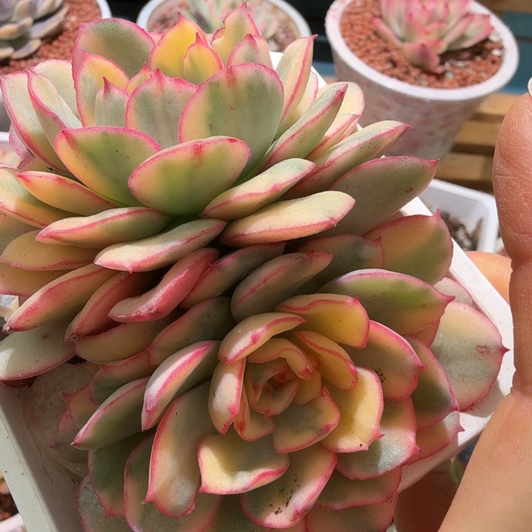 堡若锦，多肉植物